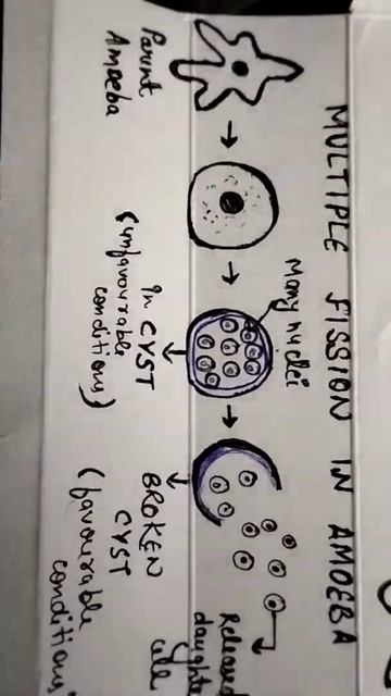 Multiple fission in AMOEBA/Biology/Classification of Plants/PadhleGuru/ смотреть онлайн