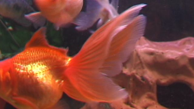 Рыбка в банке