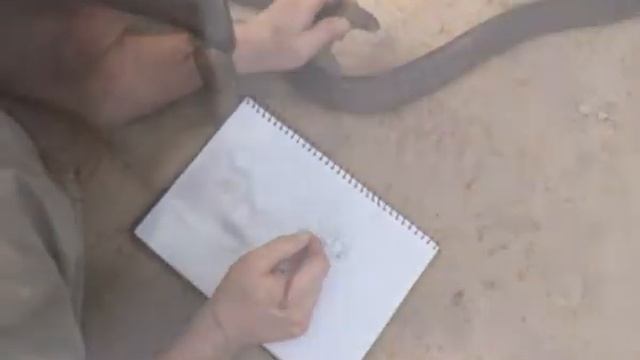 Artist Draws Live Extremely Venomous Eastern Brown Snake смотреть онлайн