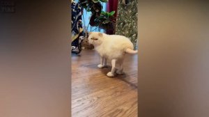 COUB TIME  #42 | BEST MEMES  | FAILS | GIRLS | Лучшие Приколы 2024