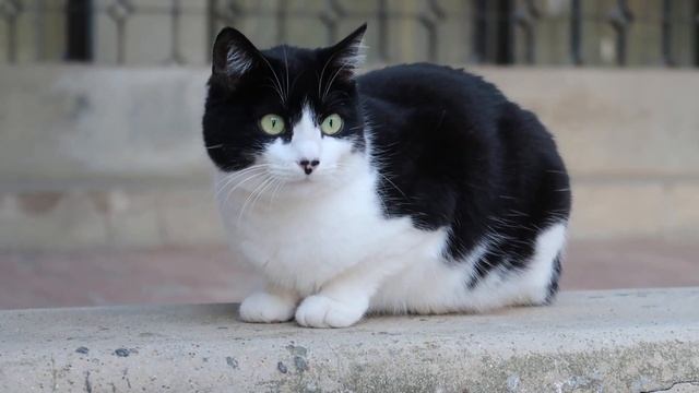 Lovely Cat in Agrigento the southern coast of Sicily, Italy 意大利 西西里島 南海岸的 阿格里真托 смотреть онлайн