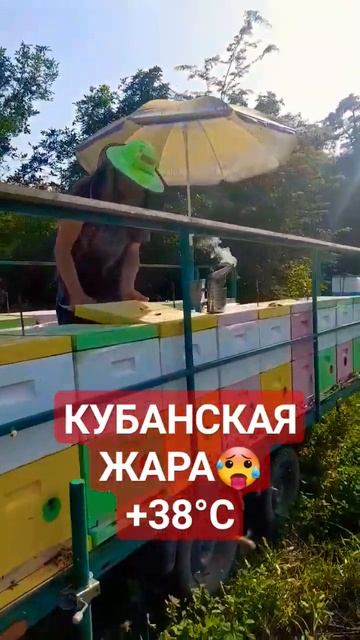 ❗Кубанская жара 27.07.2023 #пчеловодство #пчелы #пасека #мёд #природа #кубань #лето смотреть онлайн
