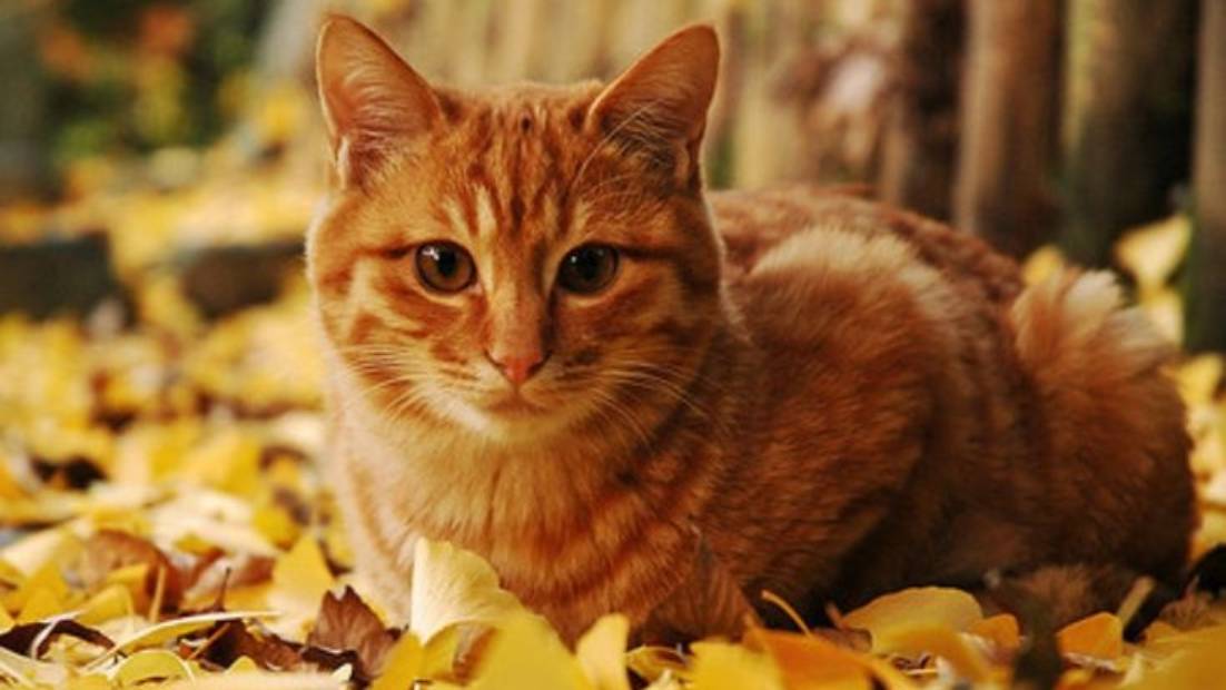 Лидия Семенова. Осенний кот смотреть онлайн