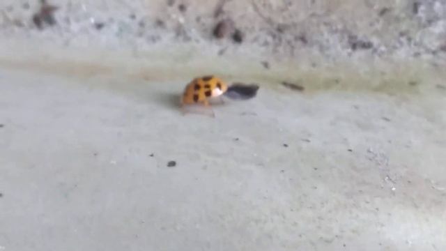 Did I find a ladybug giving birth? I really don't know! смотреть онлайн