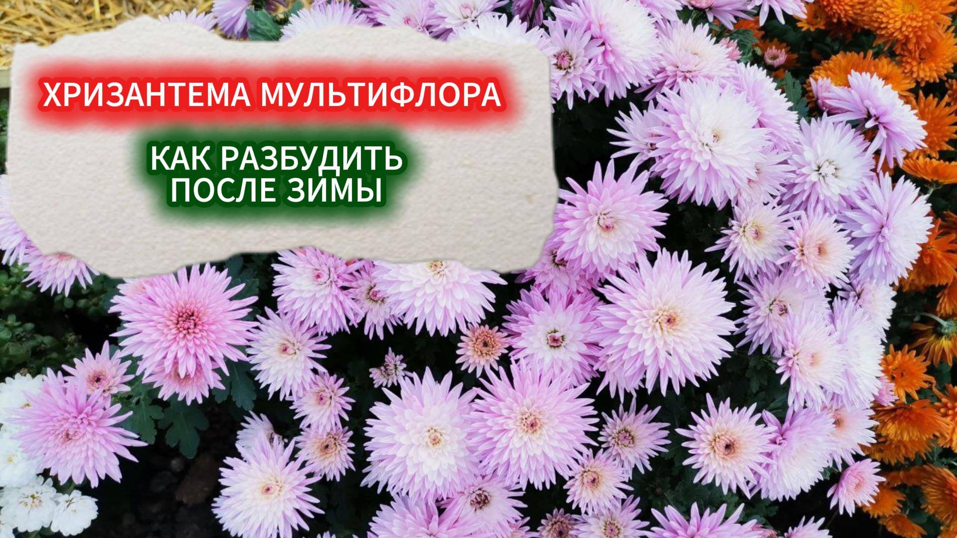 ХРИЗАНТЕМА МУЛЬТИФЛОРА ПОСЛЕ ЗИМЫ - КАК РАЗБУДИТЬ. ЧТО ДЕЛАТЬ С ХРИЗАНТЕМОЙ МУЛЬТИФЛОРА РАНО ВЕСНОЙ смотреть онлайн