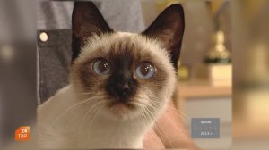 Тайская порода кошек | Элита