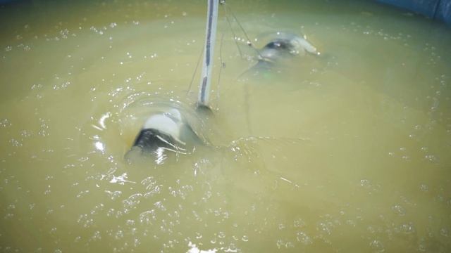 in-service Crude Oil Inspection Robot смотреть онлайн