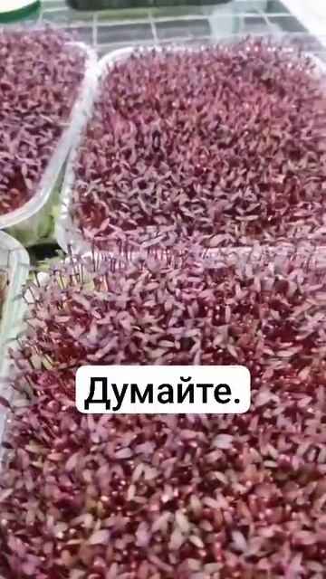 амарант или трава от всех болезней смотреть онлайн