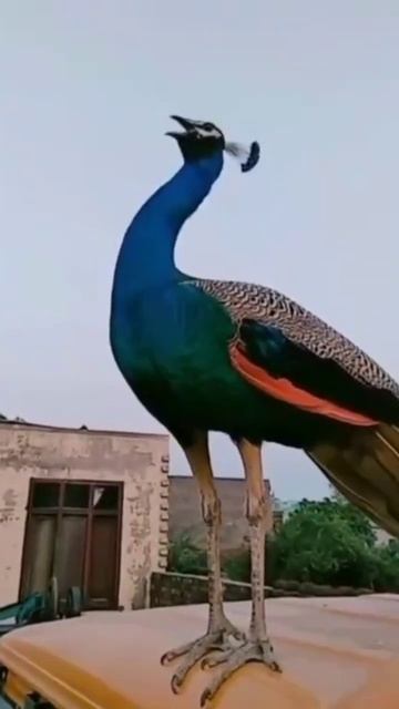 peacock sound short video #peacock #sound #shortsvideo смотреть онлайн