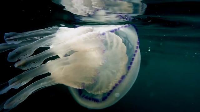 Meduse смотреть онлайн