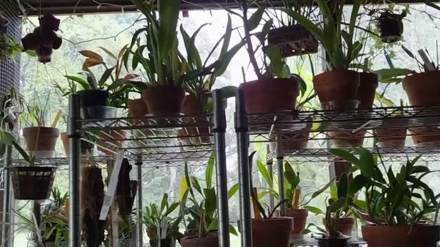 Update on orchid spider webs at Densie's Orchids смотреть онлайн