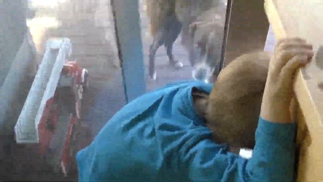 Выдернул дерево для пересадки смотреть онлайн