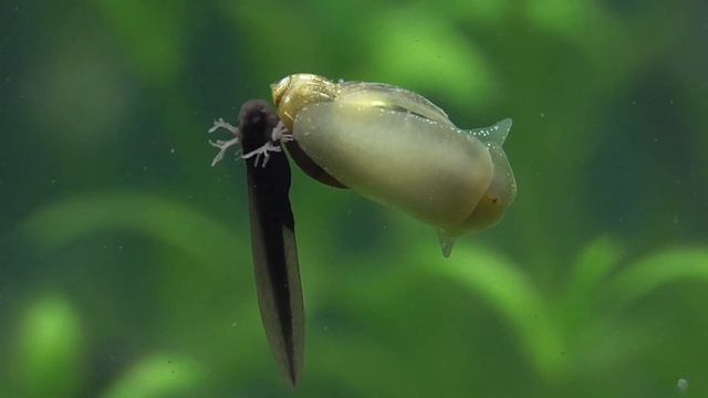 Grasfroschkaulquappe und Wasserschnecke смотреть онлайн