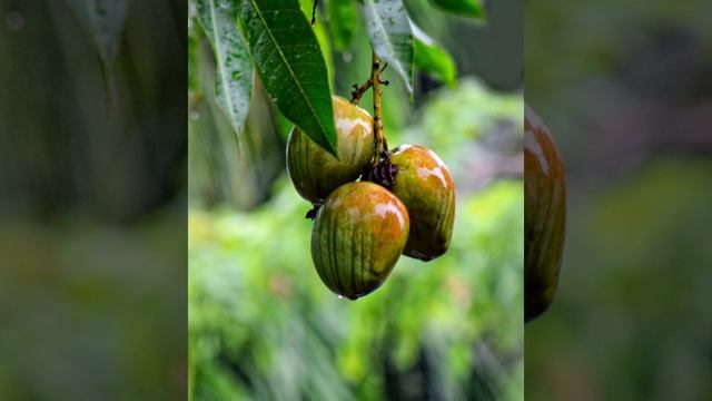 Mango sauce | Wikipedia audio article смотреть онлайн
