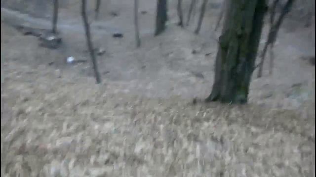 Сирецкий лес #1(глаза на деревьях) смотреть онлайн