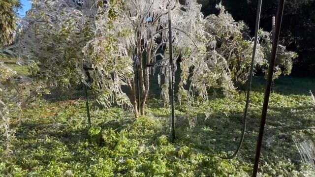 Using Ice to Protect Tropical Fruit Trees From Freezing (Phase 4) смотреть онлайн