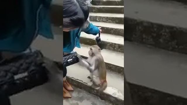 обезьяна гопник смотреть онлайн