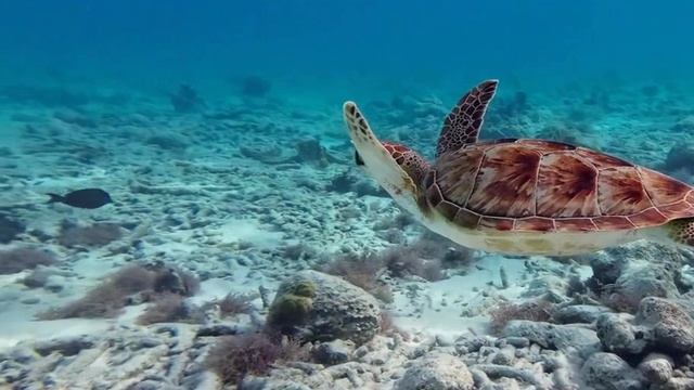 Черепашка_2336 смотреть онлайн