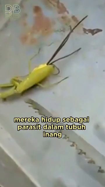 Parasit Tersembunyi dalam Tubuh Belalang Sembah (Mantis) смотреть онлайн