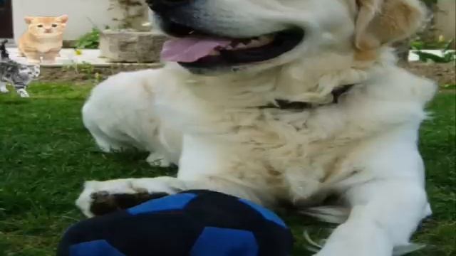 Le chien abandonné.wmv B.Andrieu 1994 смотреть онлайн