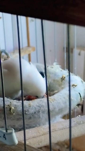 Птенцы зебровой амадины смотреть онлайн