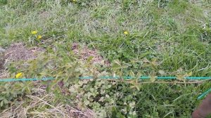 ежевика замерзла,но не ВСЕ ПРОПАЛО!!!!