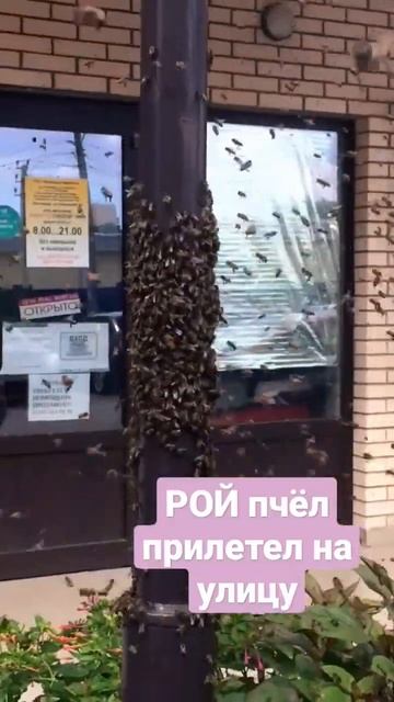 РОЙ пчёл прилетел на улицу. #пчелы #пчеловодство #роеловство #пасека #ловушки_для_пчёл смотреть онлайн