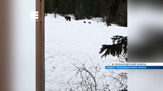 В Ергаках медведица и два медвежонка вышли к людям