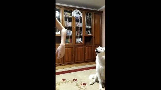 Мой самый верный друг. Выпуск 5. 2019 год смотреть онлайн