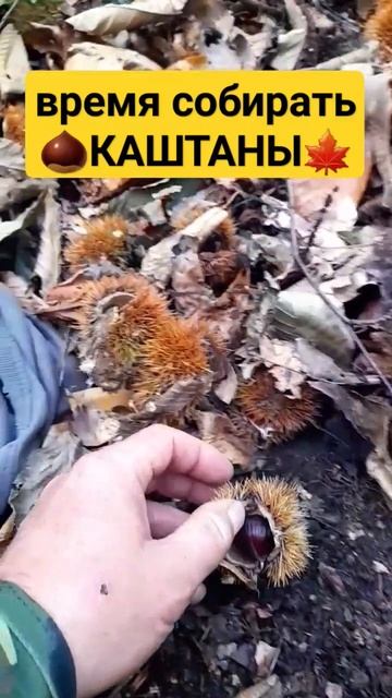 Собираем лесные КАШТАНЫ9.10.2023. #каштан #каштаны #лес #поход #осень #туризм #прогулка смотреть онлайн