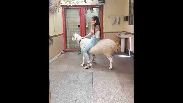 Sheep Riding Like a Pro !🐏✨ponyridin смотреть онлайн