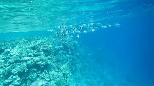 Поющие скумбрии. Красное море. Шарм-эш-Шейх. Шаркс-Бей. 2024