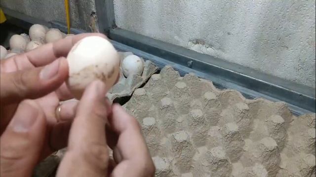CÔNG NGHỆ biến trứng gà bẩn thành trứng gà sạch AN TOÀN_gà ai cập thả vườn_vât nuôi hạnh phúc смотреть онлайн