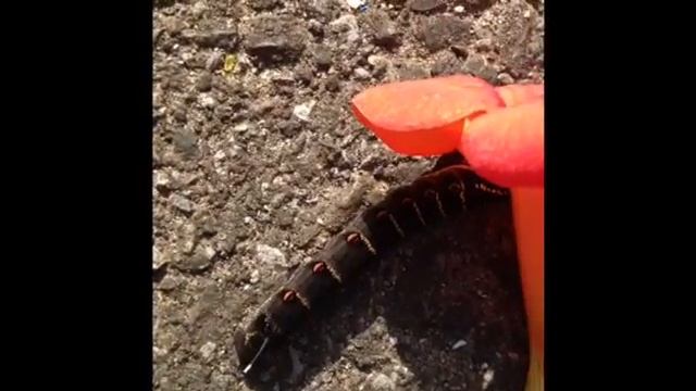 hawk moth смотреть онлайн