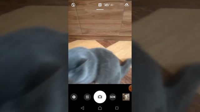 мой кот Пончик