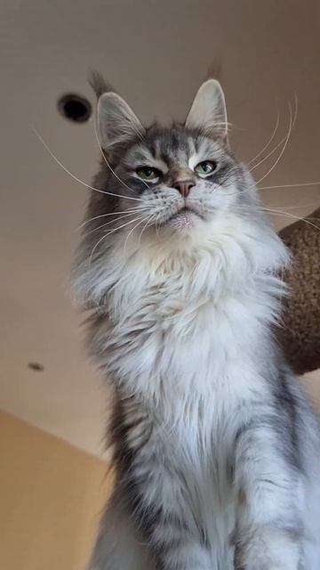 кошка мейн кун из питомника Страна Гулливеров, gulliver-coon.ru смотреть онлайн