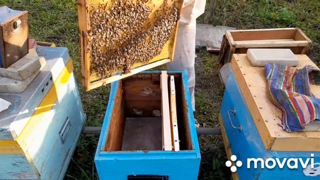 ❗Забираю ловушку с пчёлами. И пересаживаю в улей. 21.06.23 #пчелы #пасека #рой смотреть онлайн