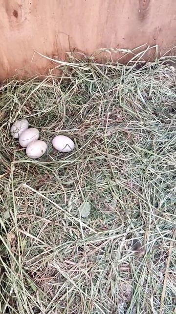 гнездо с яйцами #nest with eggs #утки бегунки #village #eggs #duck смотреть онлайн