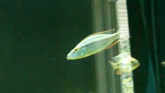 180 gallon Malawi Hap/peacock/lab (all male) смотреть онлайн