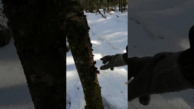Заготовка бересты для костра с мертвого дерева смотреть онлайн