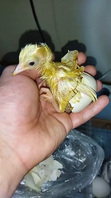 Выведение павлина в инкубаторе смотреть онлайн