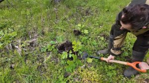 Бой с Борщевиком. Лучший способ уничтожить Борщевик.