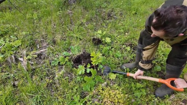Бой с Борщевиком. Лучший способ уничтожить Борщевик.