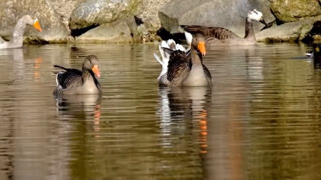 Гусь голос . Қаз дауысы . Голос птицы. Гуси гуси гага . #гусь #звукгуся #қаз #қаздыңдауысы смотреть онлайн