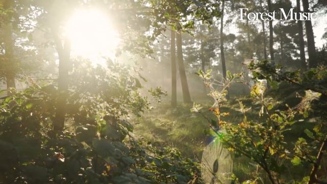 Сборник ЛУЧШИХ Мелодий от которых мурашки по телу! 9 смотреть онлайн