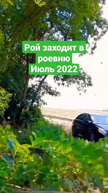 РОЙ пчёл заходит в роевню #пчеловодство #пасека #роеловство #пчелы #ройпчел смотреть онлайн