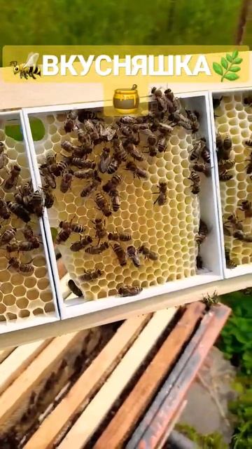 Сотовый мёд. Акация#мед сотовыймёд 19.05.2023 #пчелы #пчеловодство #пасека смотреть онлайн