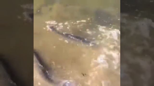 Живая рыба Толстолбик смотреть онлайн
