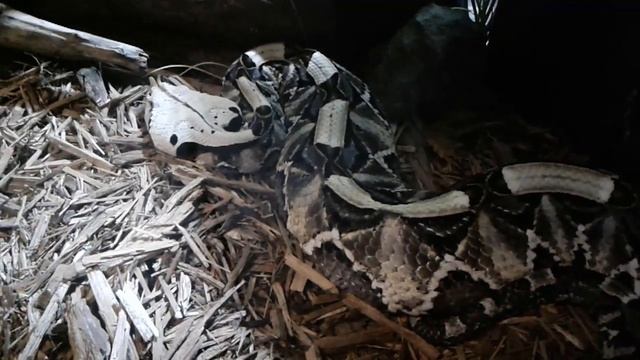 Rhinoceros Viper (Bitis nasicornis) смотреть онлайн