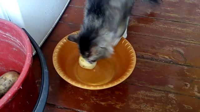 Кот и картошка смотреть онлайн